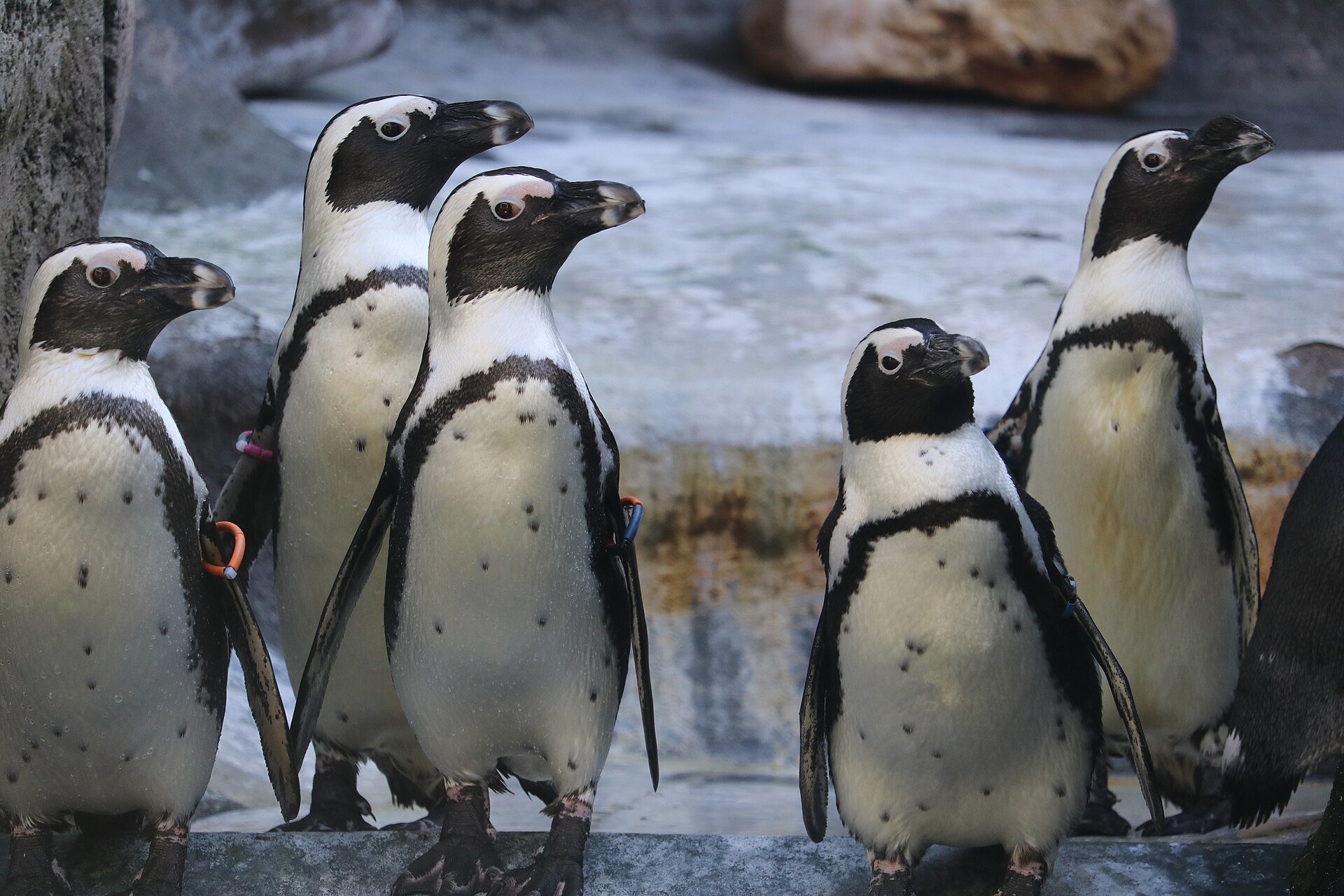 Aquazoo Löbbecke Museum – Kombiniertes Zoo- und Naturkundemuseum im Nordpark.