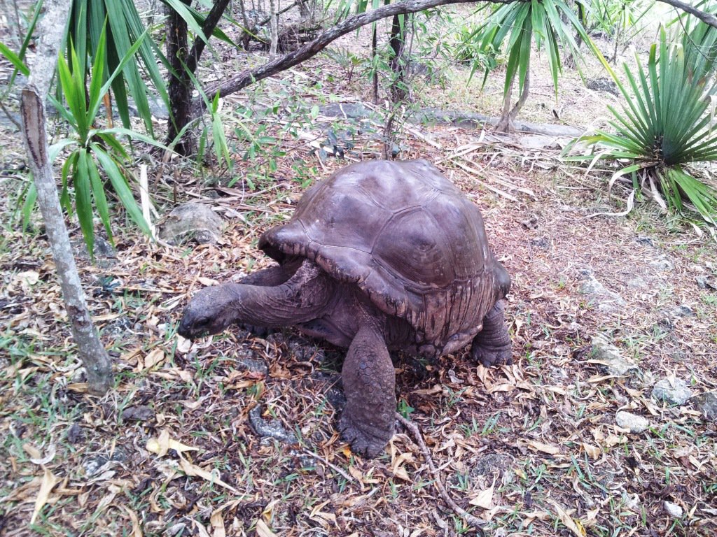 Île aux Aigrettes – Naturschutzinsel mit letzten Küstenwäldern der Insel.