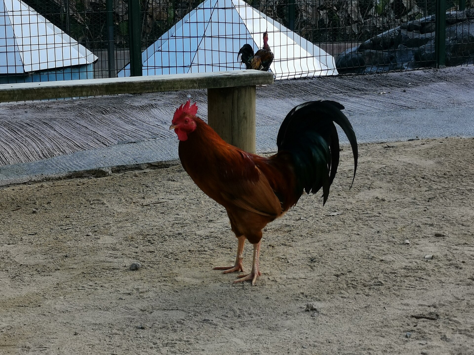 La Vanille Nature Park – Park mit der weltweit größten Ansammlung von Riesenschildkröten.