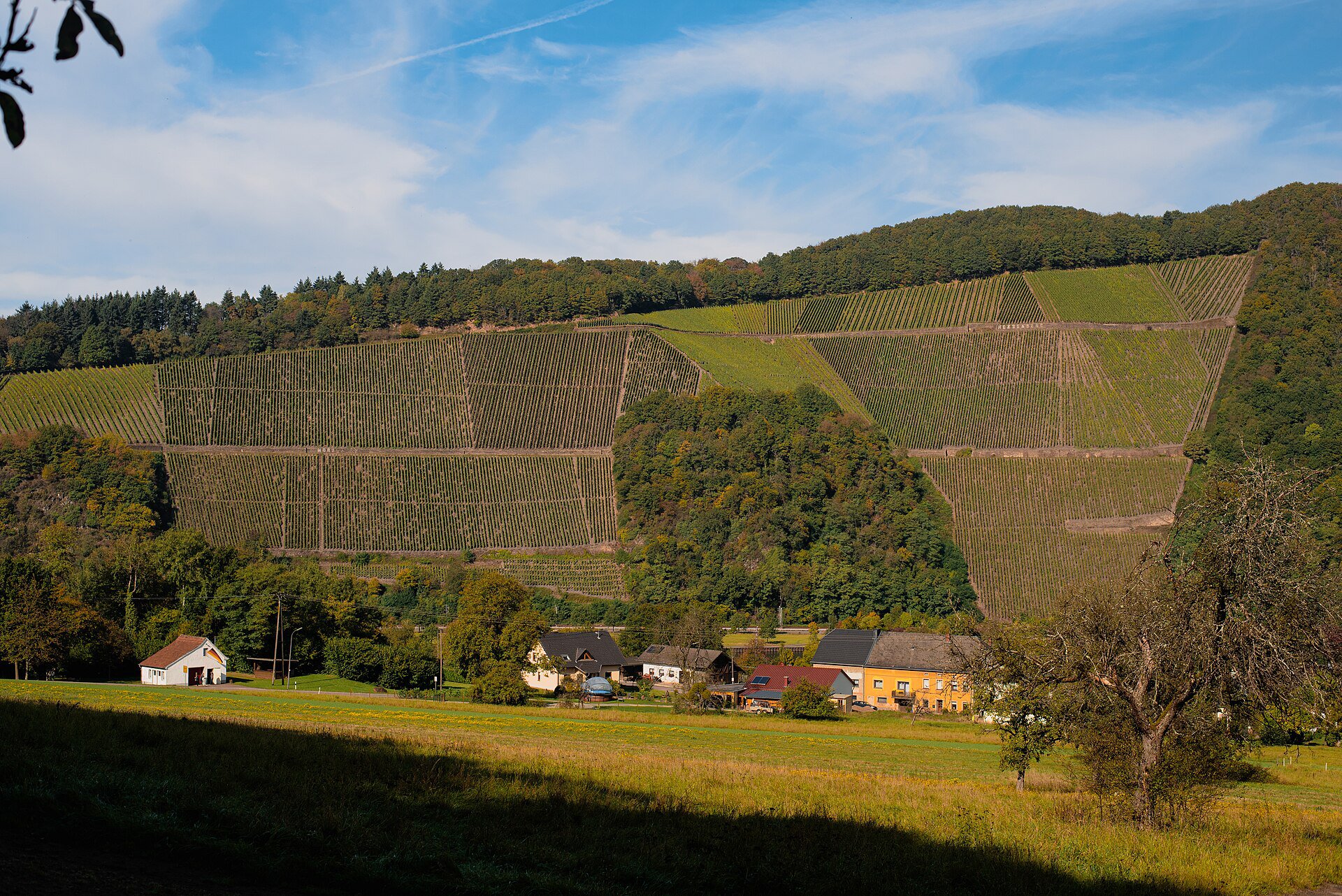 Mosel-Radweg bei Trier – Flacher Radweg entlang der Mosel durch Weinberge.