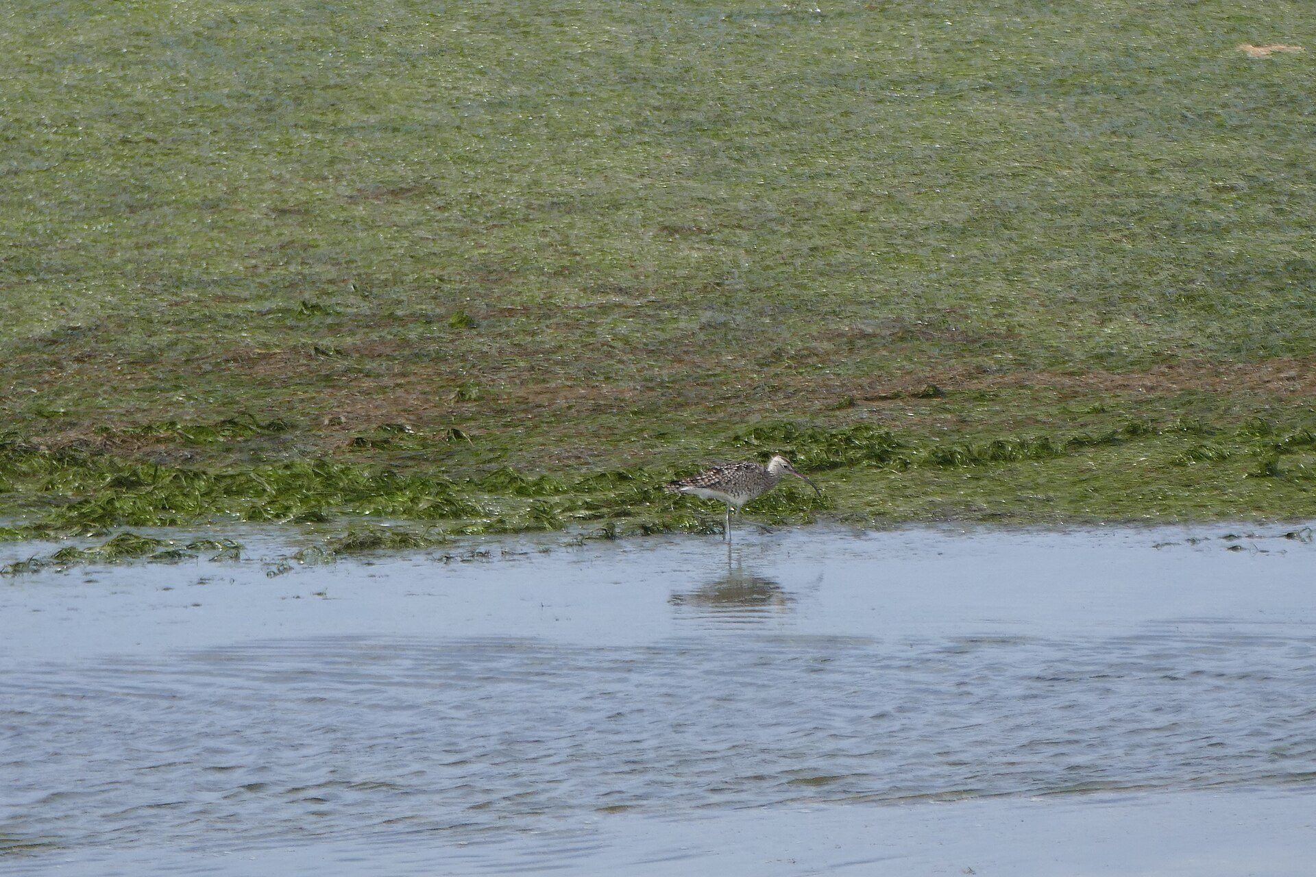 Naturpark Ria Formosa – Impression 2