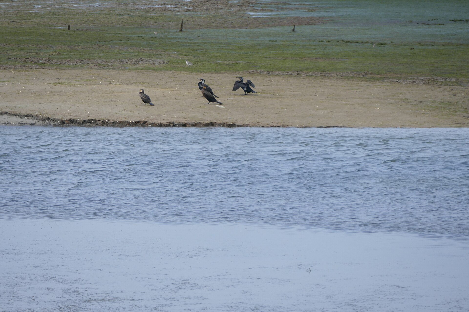 Naturpark Ria Formosa – Impression 3