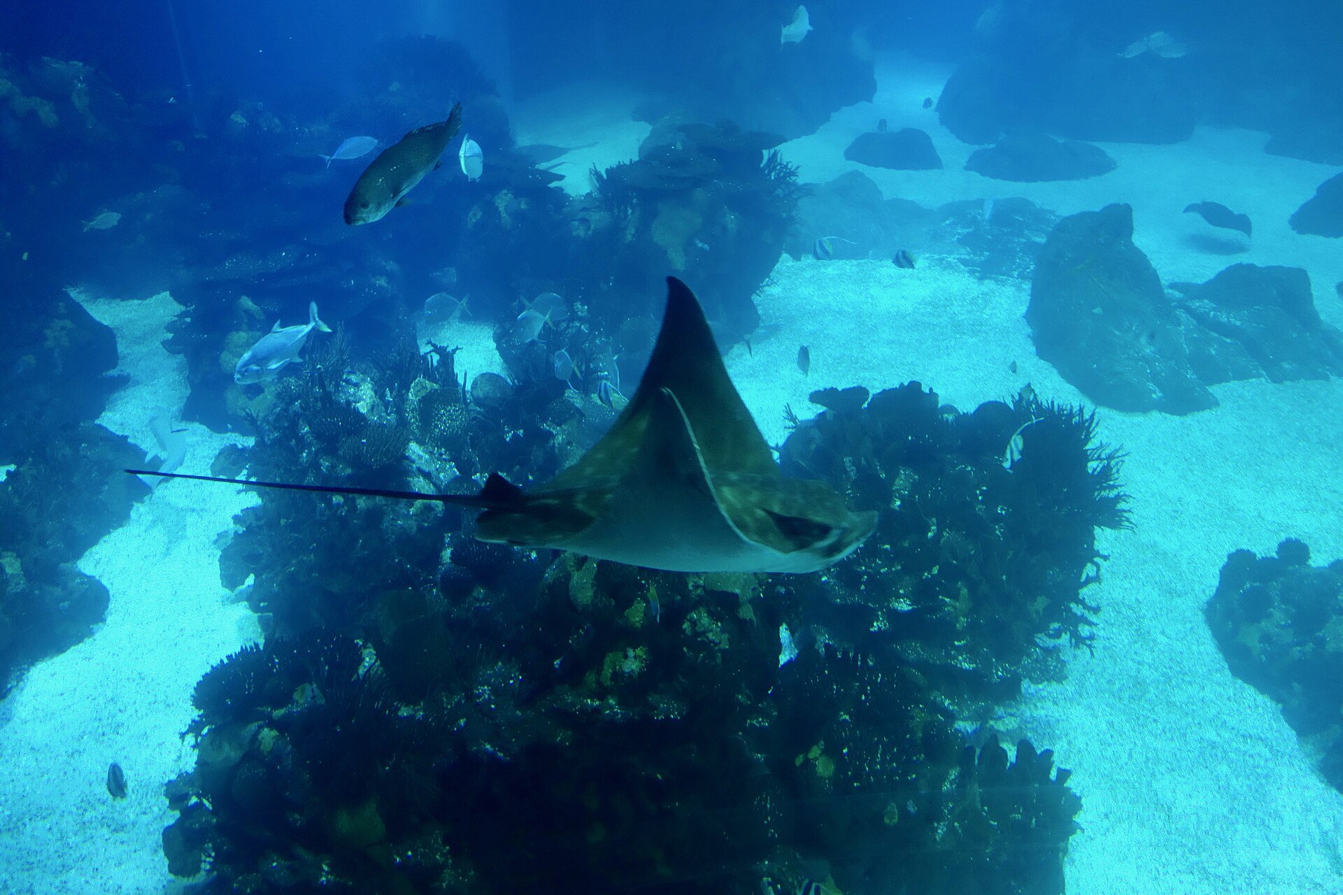 Oceanário de Lisboa – Eines der größten Aquarien Europas.